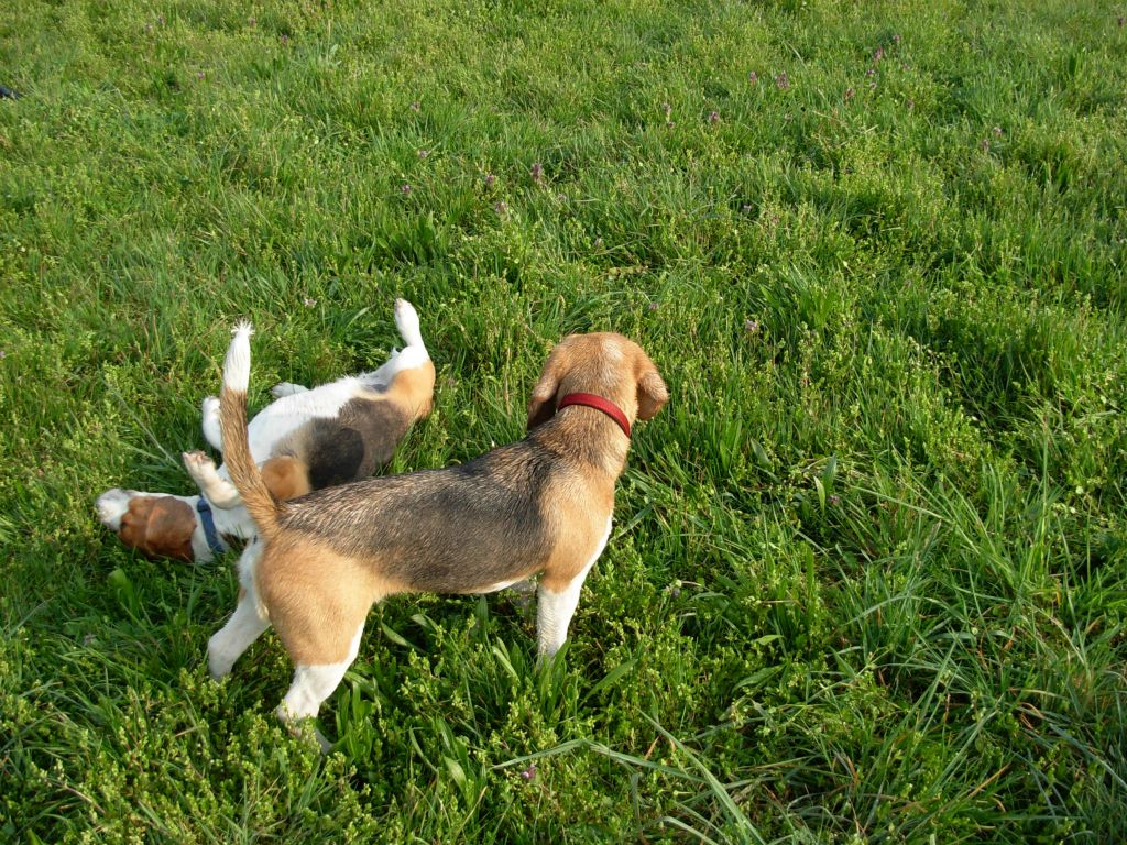 Teo e Nike